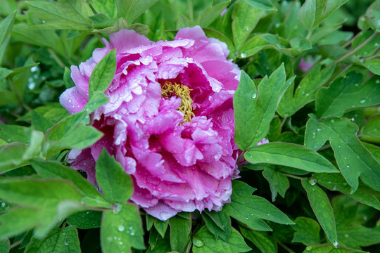 雨后的牡丹花