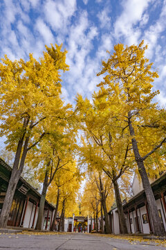 苏州虎丘景区秋季银杏树