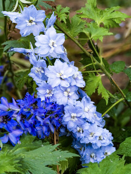 高翠雀花