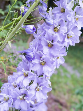 高翠雀花