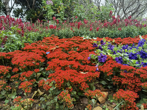 红色长寿花