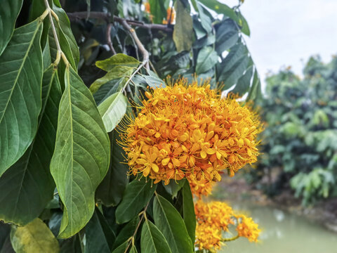 黄色鲜花