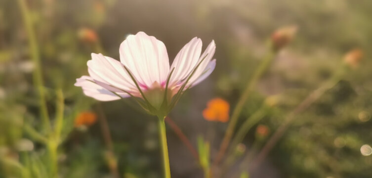 粉白格桑花侧面