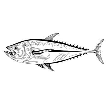 魚線稿