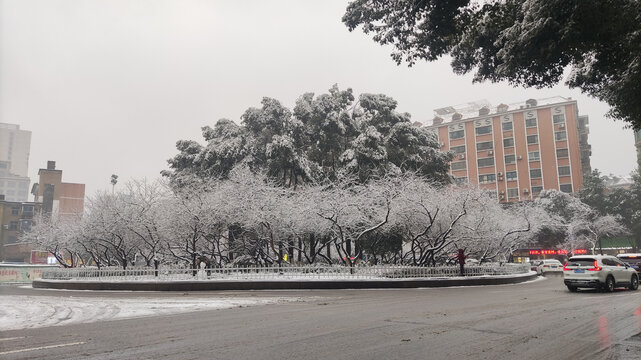 冰凌树枝