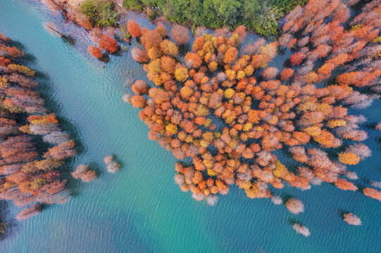 西坑尾水杉树