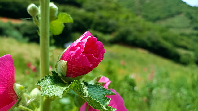 大丽花