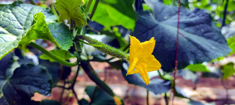 黄瓜花