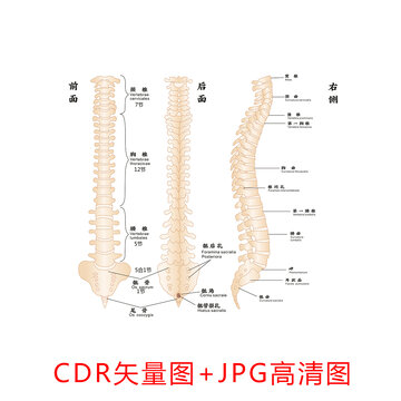 脊椎结构标示图