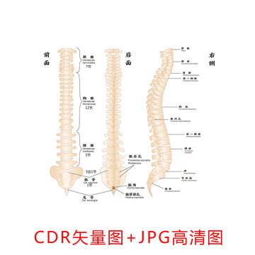 脊椎結(jié)構(gòu)標(biāo)示圖