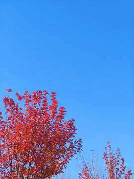 秋天枫叶