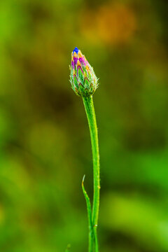 矢车菊花蕾