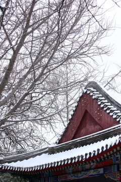 雪景