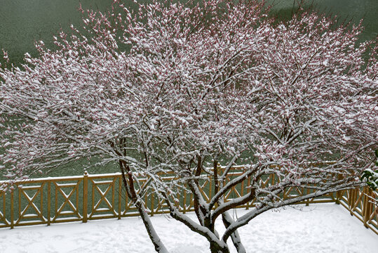 傲雪寒梅