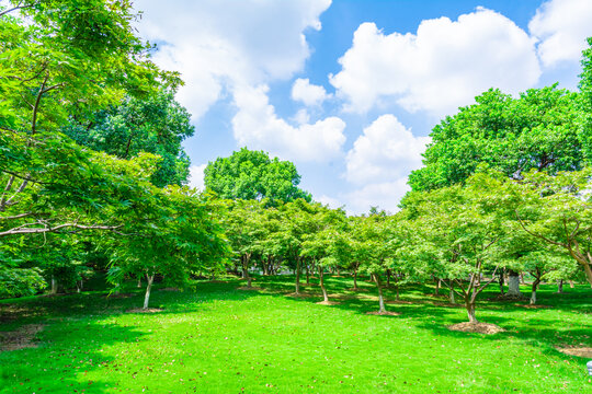 蓝天白云树林草地