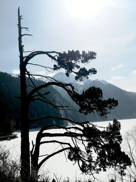 九寨沟长海松树