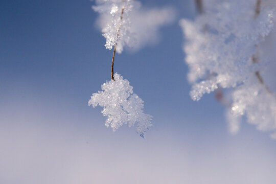 冬天雾凇雪花特写