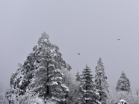 松树雪景飞鸟