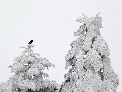 雪松乌鸦