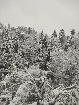 森林雪景