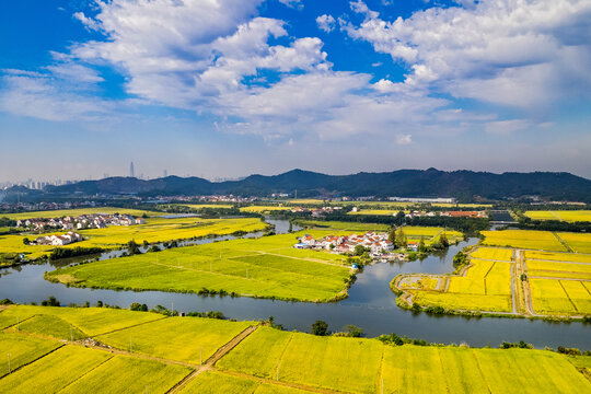 乡村稻田