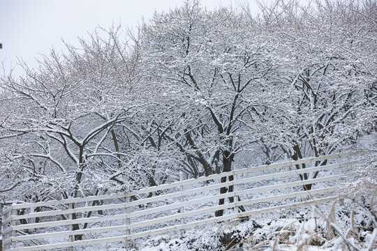 梅林雪景