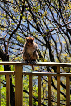 坐在栏杆上的猴子
