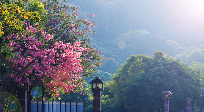 街景木棉花