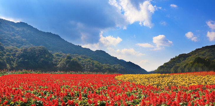 蓝天白云下的花海风景画