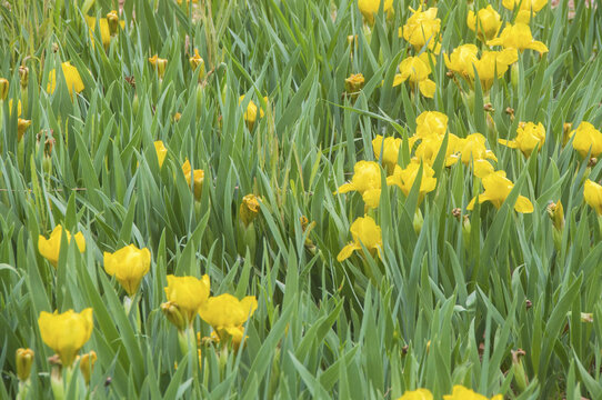 黄花鸢尾