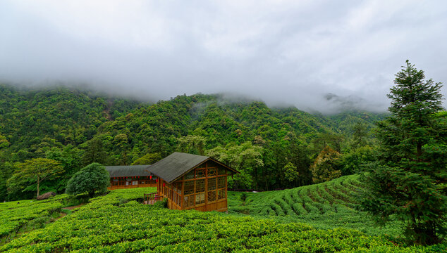 高山茶园