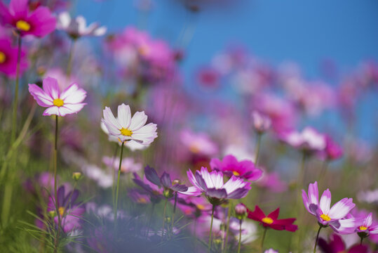 蓝色背景格桑花花卉