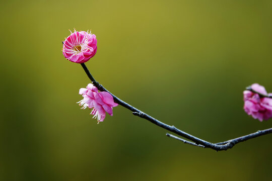 红梅花