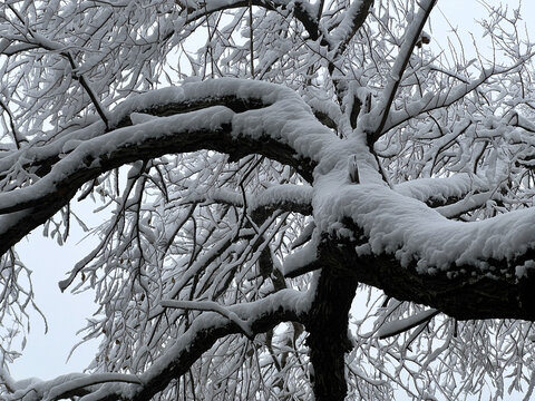 树挂雪