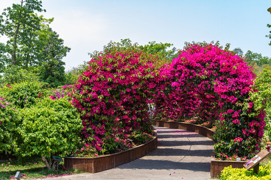 青秀山叶子花园园林景观