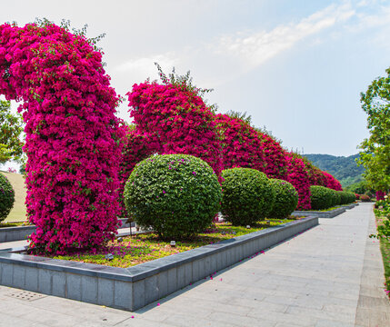 青秀山叶子花园园林景观