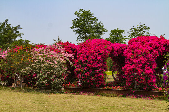 青秀山景区叶子花拱门