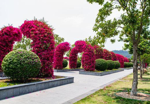 青秀山景区叶子花园叶子花拱门