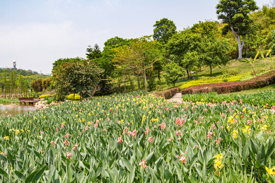 美人蕉花田