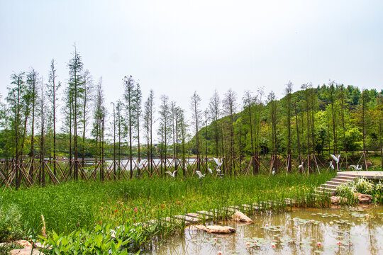 青秀山公园水杉