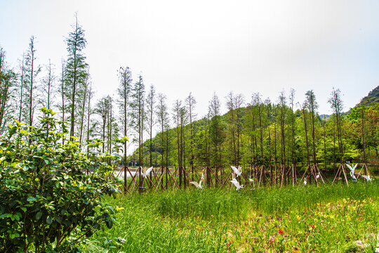 青秀山景区水杉林