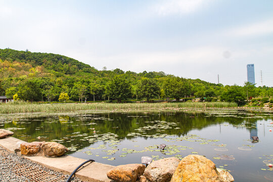 青秀山公园莲花池