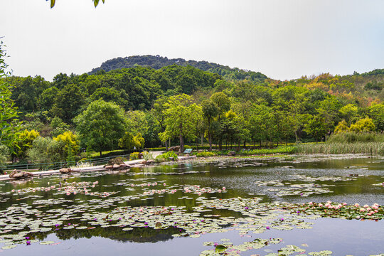 青秀山公园睡莲花