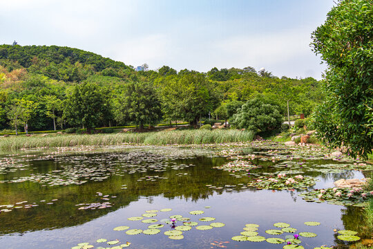 青秀山公园荷塘