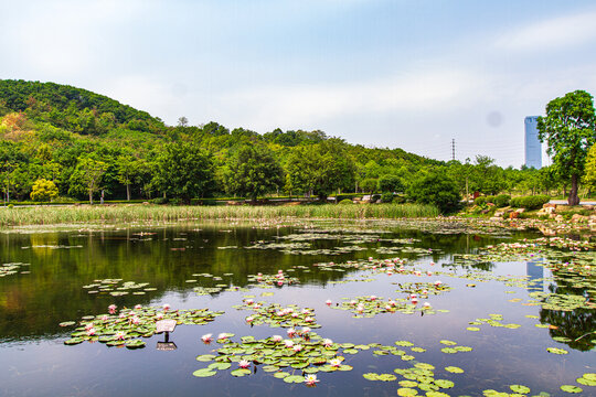 莲花池