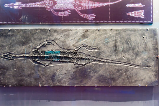 云南三叠纪中期黔西龙化石