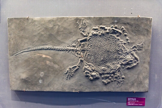云南三叠纪中期雕甲龟龙化石