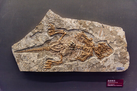 辽宁白垩纪早期鹦鹉嘴龙化石
