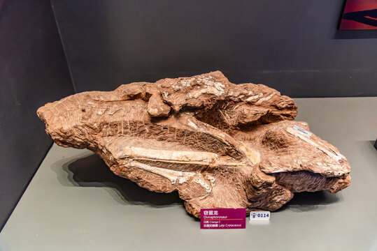 江西白垩纪晚期窃蛋龙化石