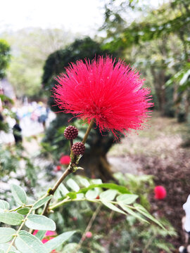 朱缨花